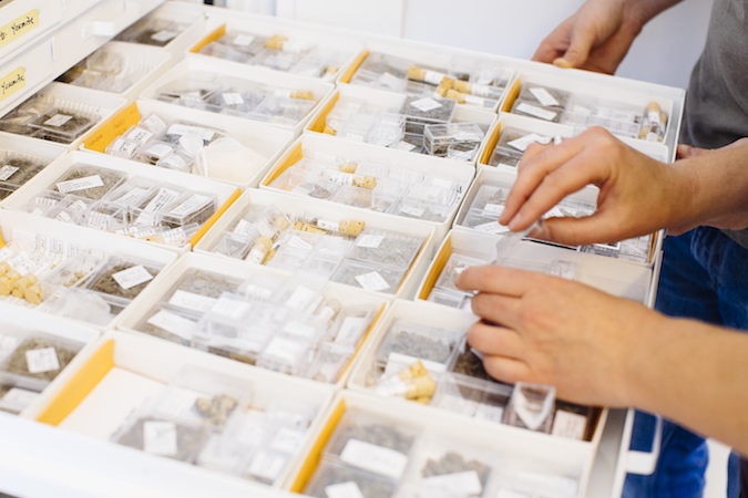 An open drawer with containers that hold the fossilized remains of small animals.