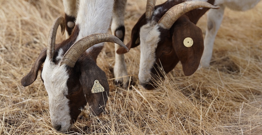 Two goats eating tall grasses are depicted.