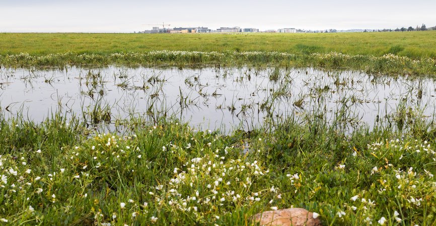 Vernal pool on the UC Merced Natural Reserve